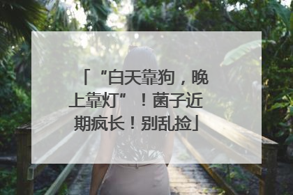 “白天靠狗，晚上靠灯”！菌子近期疯长！别乱捡
