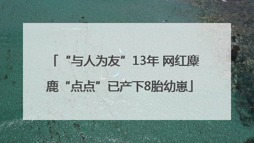 “与人为友”13年 网红麋鹿“点点”已产下8胎幼崽