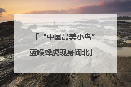 “中国最美小鸟”蓝喉蜂虎现身闽北