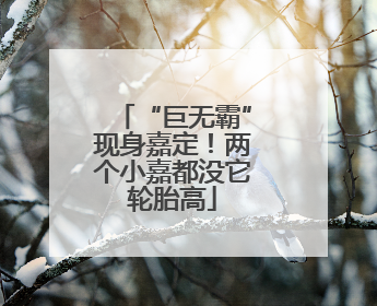 “巨无霸”现身嘉定！两个小嘉都没它轮胎高