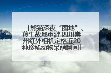 熊猫深夜“圈地”、羚牛故地重游 四川崇州红外相机定格近20种珍稀动物呆萌瞬间
