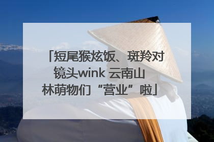 短尾猴炫饭、斑羚对镜头wink 云南山林萌物们“营业”啦