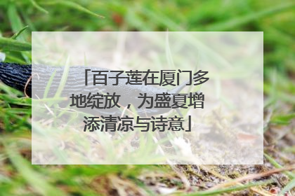 百子莲在厦门多地绽放，为盛夏增添清凉与诗意
