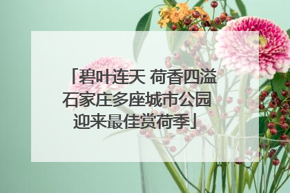碧叶连天 荷香四溢 石家庄多座城市公园迎来最佳赏荷季