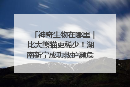神奇生物在哪里｜比大熊猫更稀少！湖南新宁成功救护濒危鸟类海南鳽