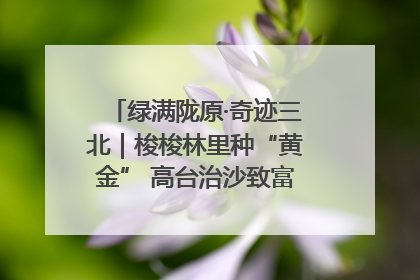 绿满陇原·奇迹三北|梭梭林里种“黄金” 高台治沙致富很“从容”