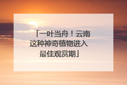 一叶当舟！云南这种神奇植物进入最佳观赏期