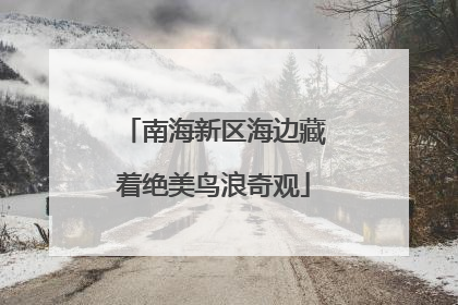 南海新区海边藏着绝美鸟浪奇观