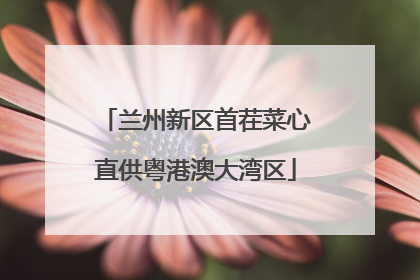 兰州新区首茬菜心直供粤港澳大湾区