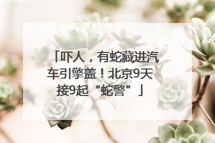 吓人，有蛇藏进汽车引擎盖！北京9天接9起“蛇警”