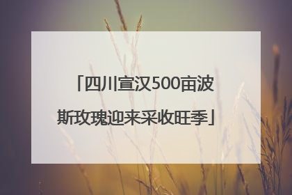 四川宣汉500亩波斯玫瑰迎来采收旺季