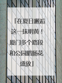 在夏日邂逅这一抹明黄！厦门多个路段和公园腊肠花盛放