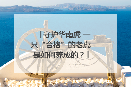 守护华南虎 一只“合格”的老虎是如何养成的？