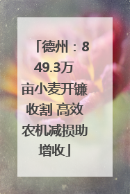 德州：849.3万亩小麦开镰收割 高效农机减损助增收