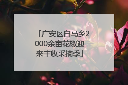 广安区白马乡2000余亩花椒迎来丰收采摘季