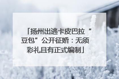 扬州出逃卡皮巴拉“豆包”公开征婚：无须彩礼且有正式编制