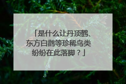是什么让丹顶鹤、东方白鹳等珍稀鸟类纷纷在此落脚？