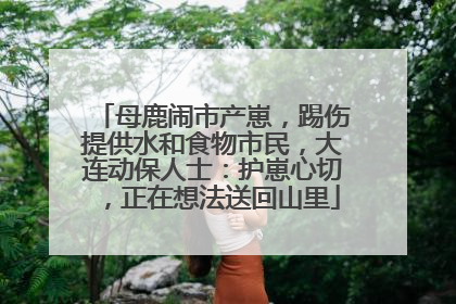 母鹿闹市产崽，踢伤提供水和食物市民，大连动保人士：护崽心切，正在想法送回山里