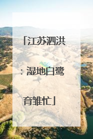 江苏泗洪：湿地白鹭育雏忙
