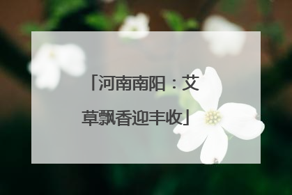 河南南阳：艾草飘香迎丰收