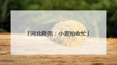 河北隆尧：小麦抢收忙