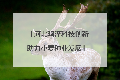 河北鸡泽科技创新助力小麦种业发展