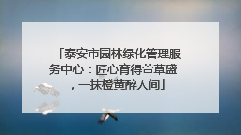 泰安市园林绿化管理服务中心：匠心育得萱草盛，一抹橙黄醉人间