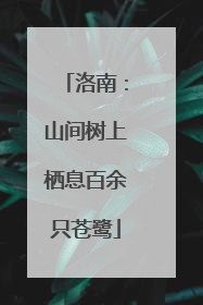 洛南：山间树上栖息百余只苍鹭
