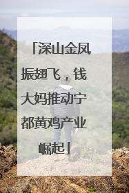 深山金凤振翅飞，钱大妈推动宁都黄鸡产业崛起