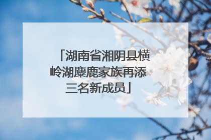 湖南省湘阴县横岭湖麋鹿家族再添三名新成员