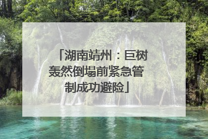 湖南靖州：巨树轰然倒塌前紧急管制成功避险