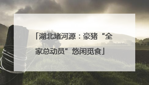 湖北堵河源：豪猪“全家总动员”悠闲觅食