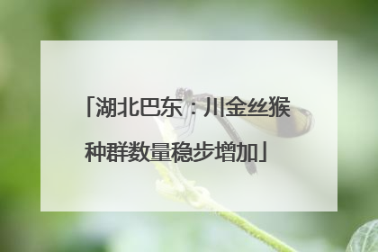 湖北巴东：川金丝猴种群数量稳步增加
