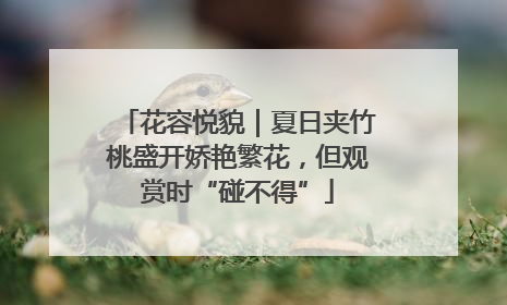 花容悦貌｜夏日夹竹桃盛开娇艳繁花，但观赏时“碰不得”