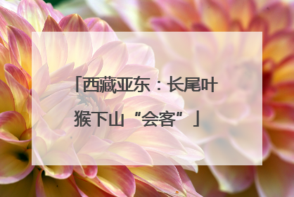 西藏亚东：长尾叶猴下山“会客”