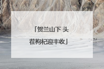 贺兰山下 头茬枸杞迎丰收