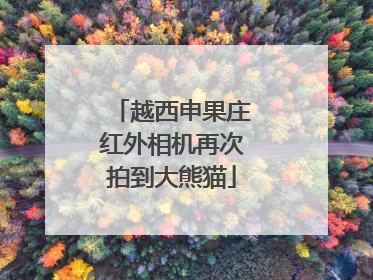 越西申果庄红外相机再次拍到大熊猫