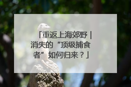 重返上海郊野｜消失的“顶级捕食者”如何归来？