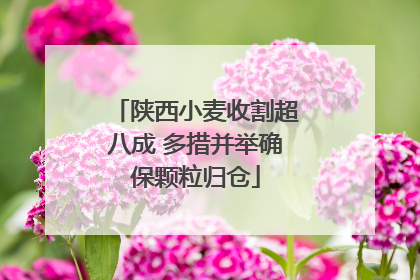 陕西小麦收割超八成 多措并举确保颗粒归仓