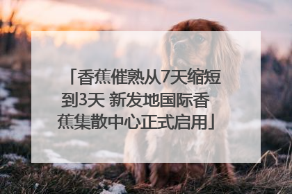香蕉催熟从7天缩短到3天 新发地国际香蕉集散中心正式启用