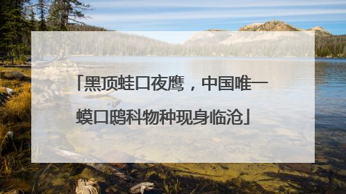 黑顶蛙口夜鹰，中国唯一蟆口鸱科物种现身临沧