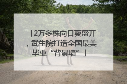 2万多株向日葵盛开，武生院打造全国最美毕业“背景墙”